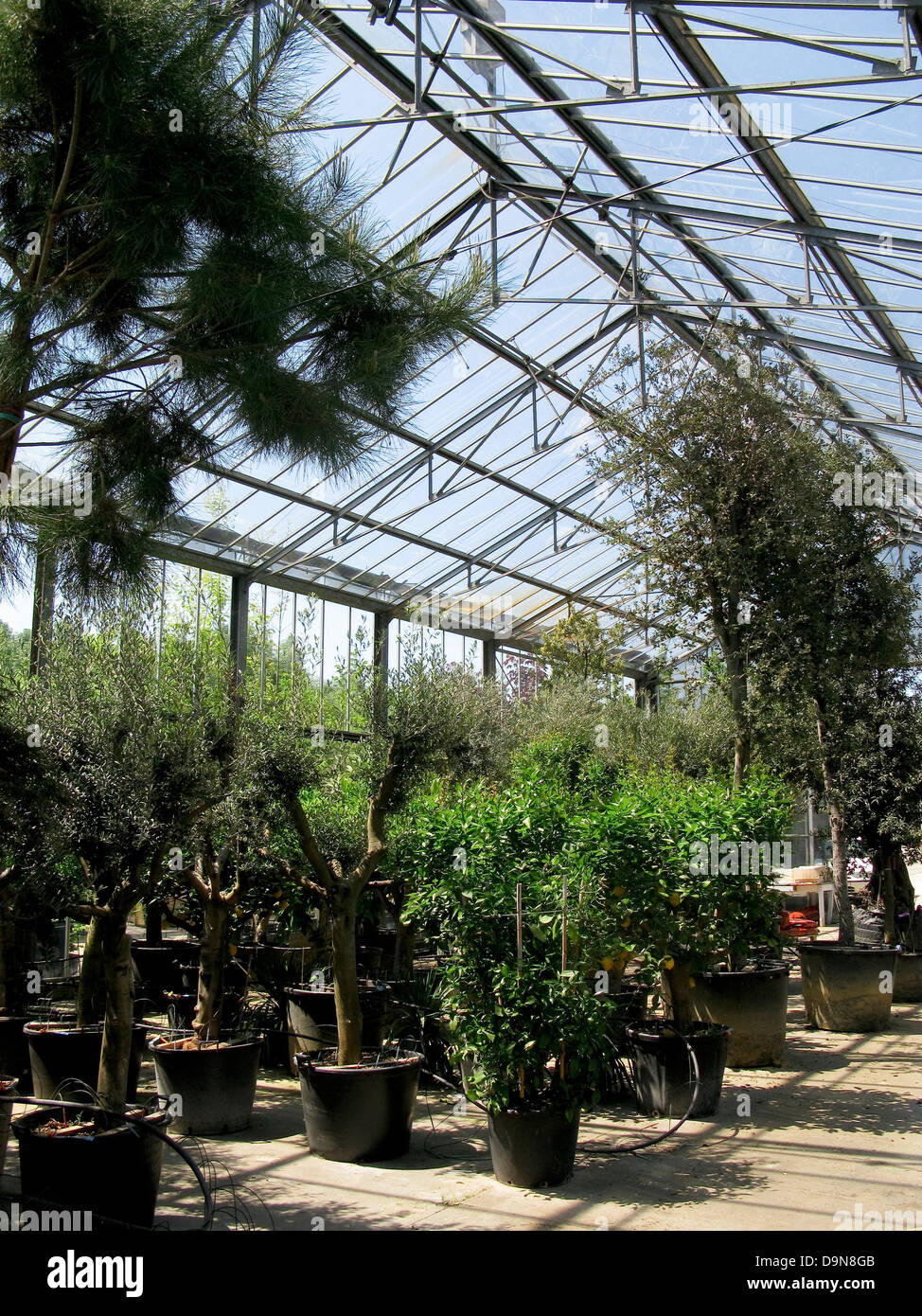 Plants in greenhouse Stock Photo - Alamy