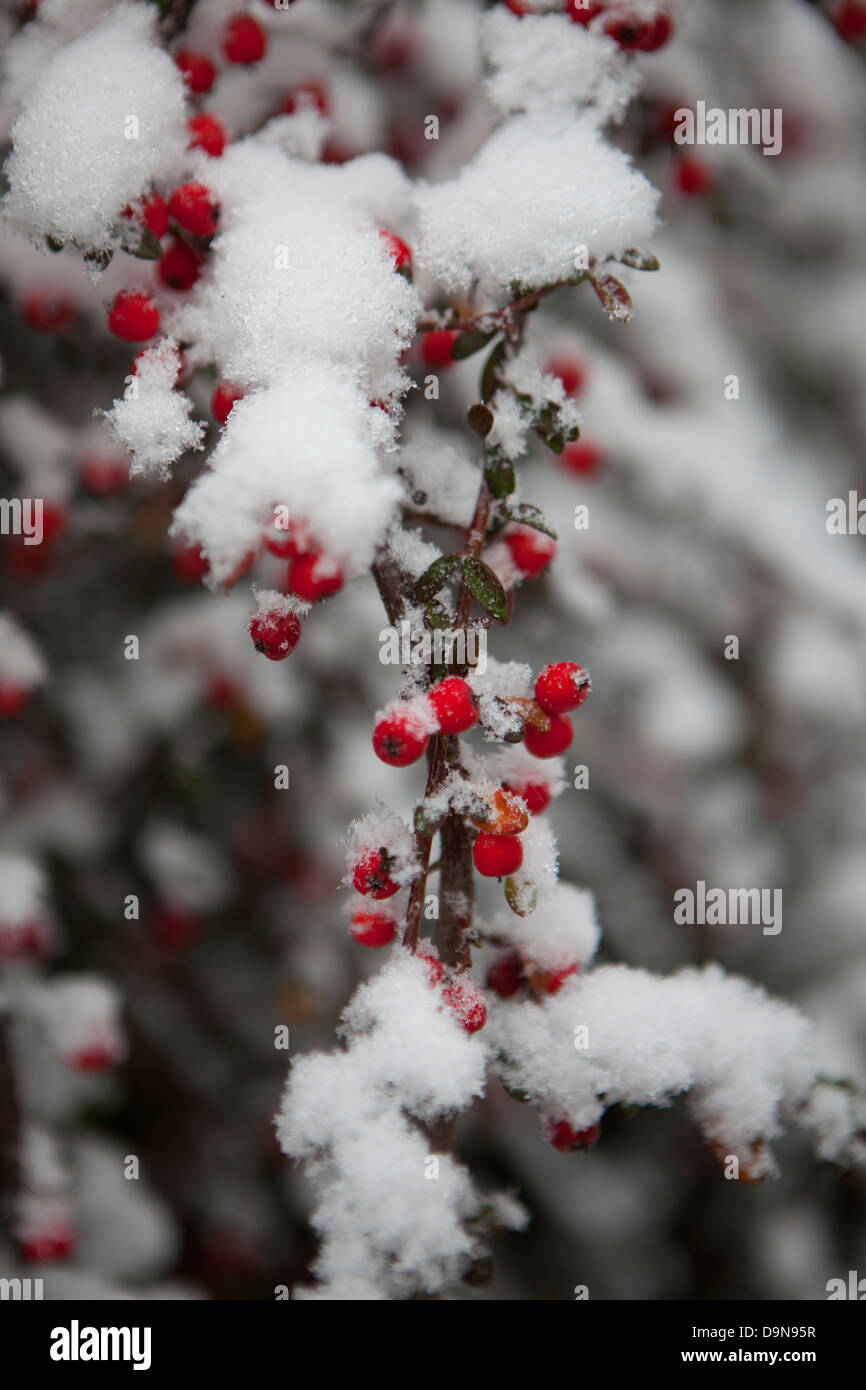 Snow on a branch with red berries Stock Photo - Alamy