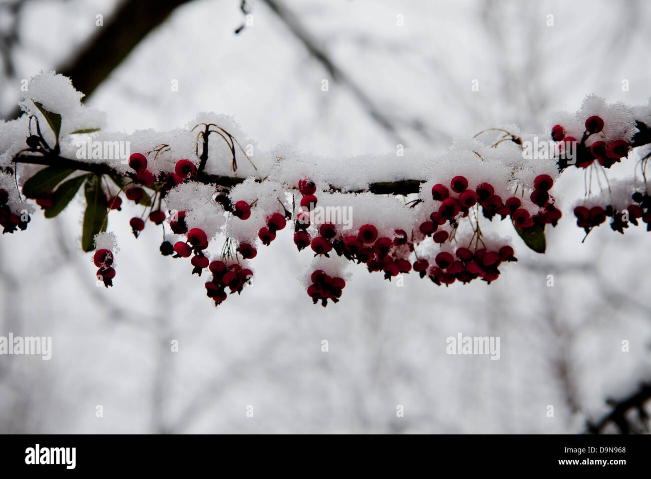 Snow on a branch with red berries Stock Photo - Alamy