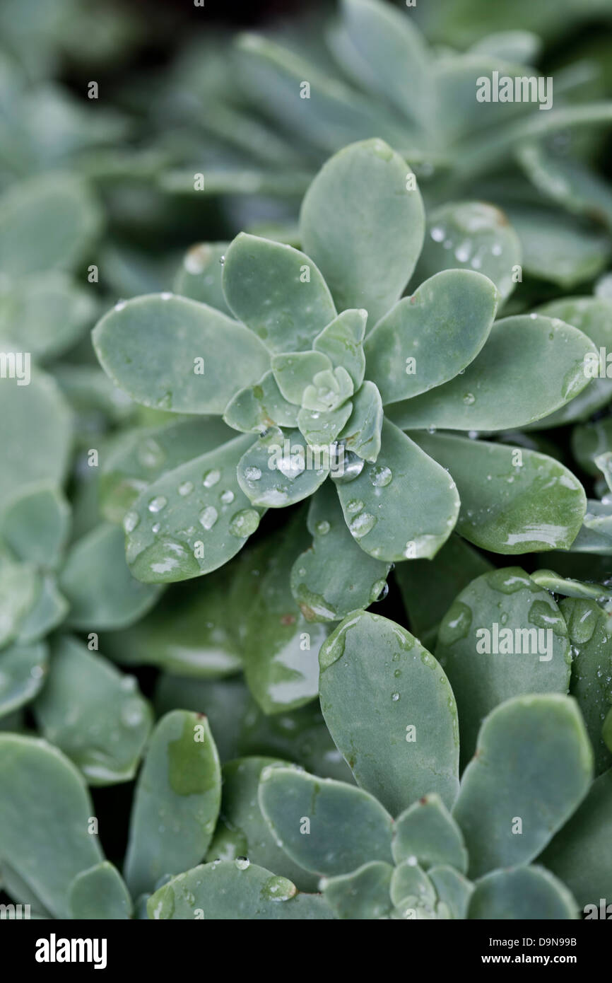 succulent plant with drops of water Stock Photo