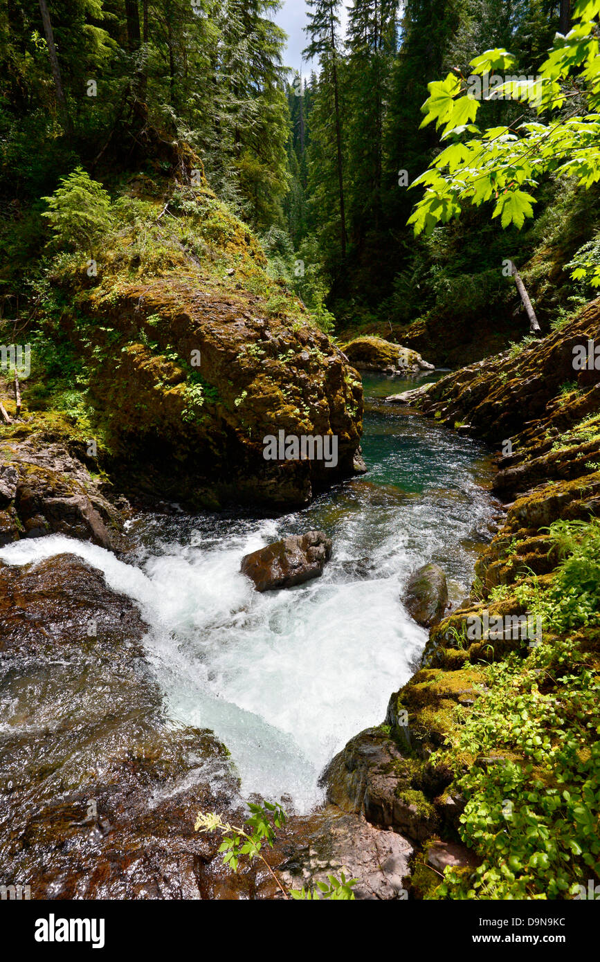 Small waterfall on the Blue River in the Cascade Range of Oregon. Stock Photo