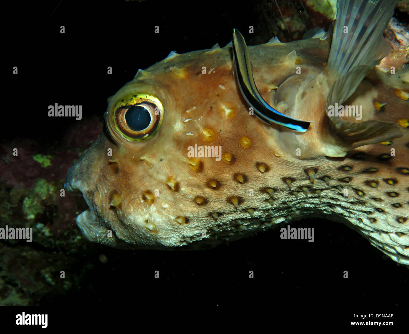 Yellow spotted burrfish. (Cyclithys spilostylus) Stock Photo