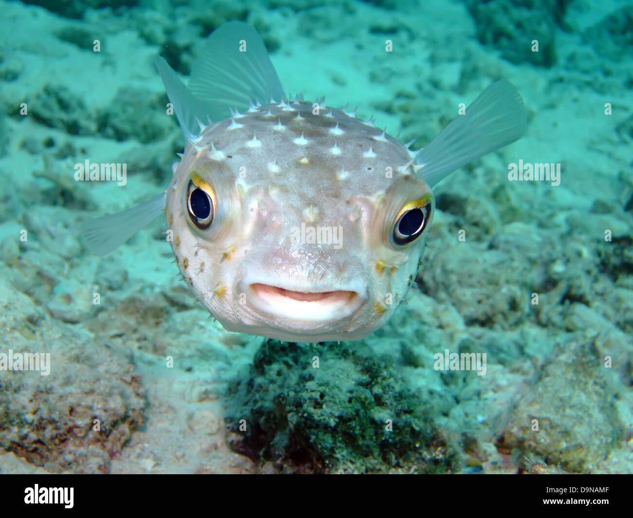 Yellow spotted burrfish. (Cyclithys spilostylus) Stock Photo