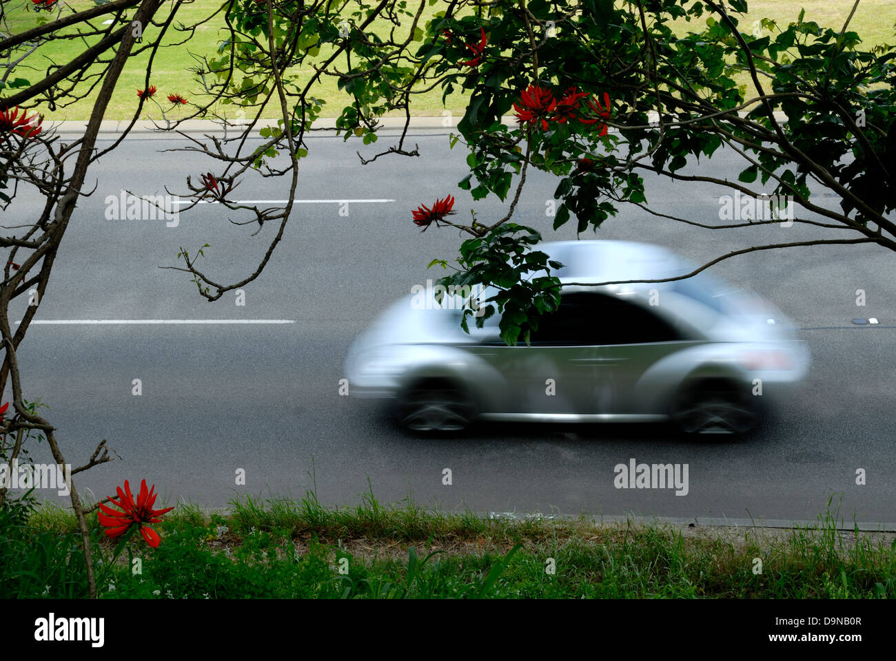 Car passing beneath flame trees on Mounts Bay Road, Perth, Western