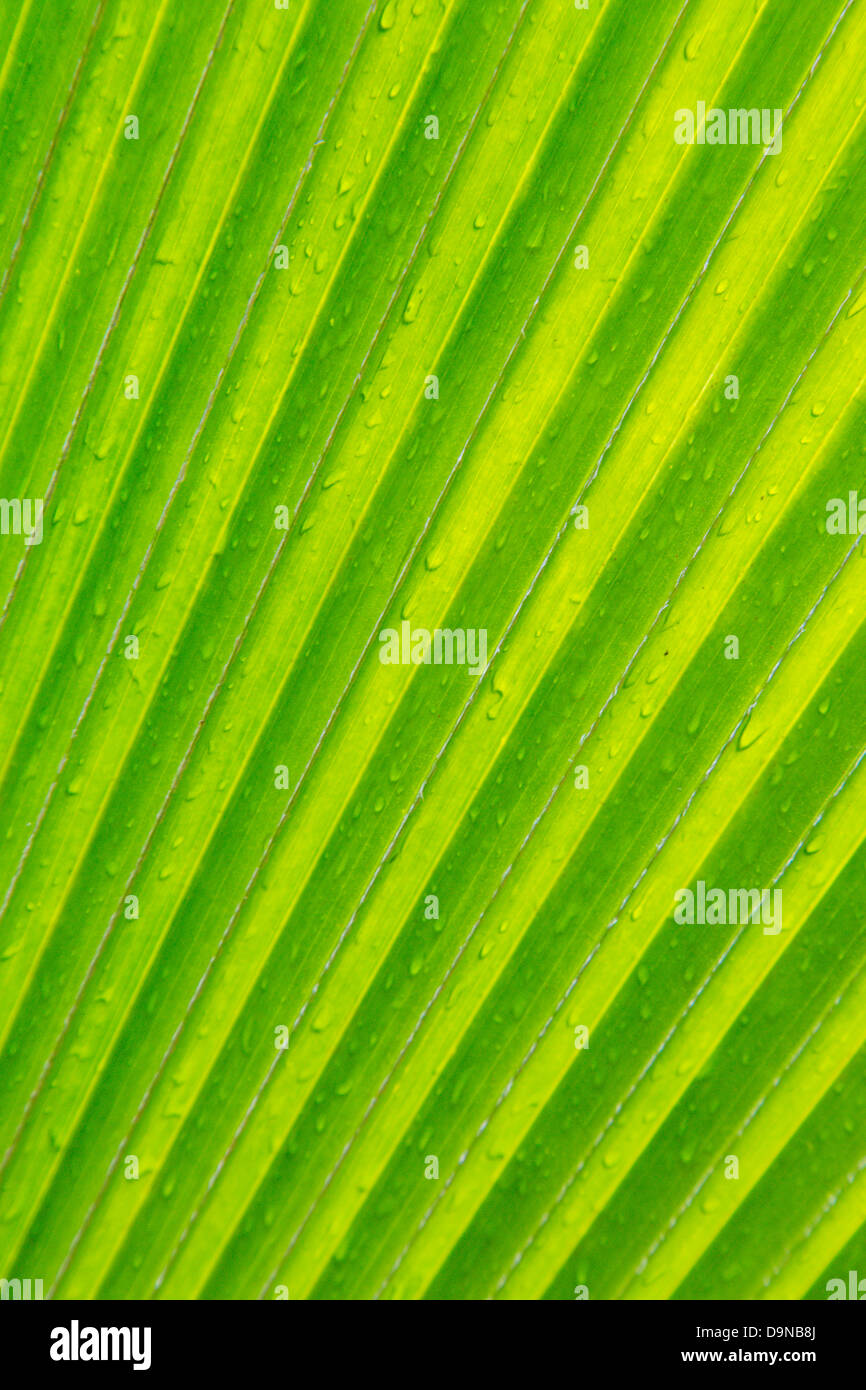 Close up detail of palm frond with water droplets Stock Photo