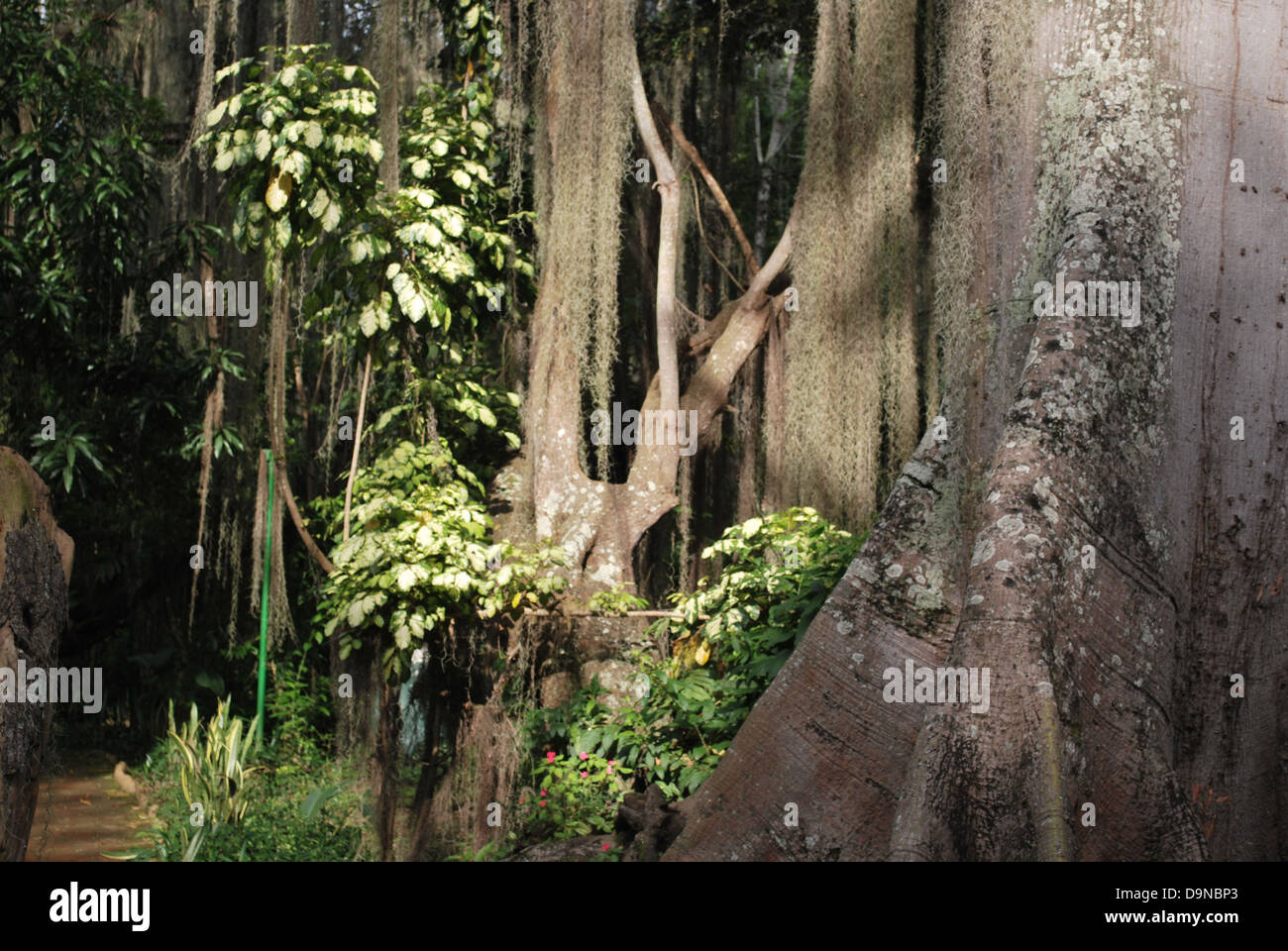 Ceiba trees in the Parque el Galiineral, San Gil, department of Santander, Colombia Stock Photo