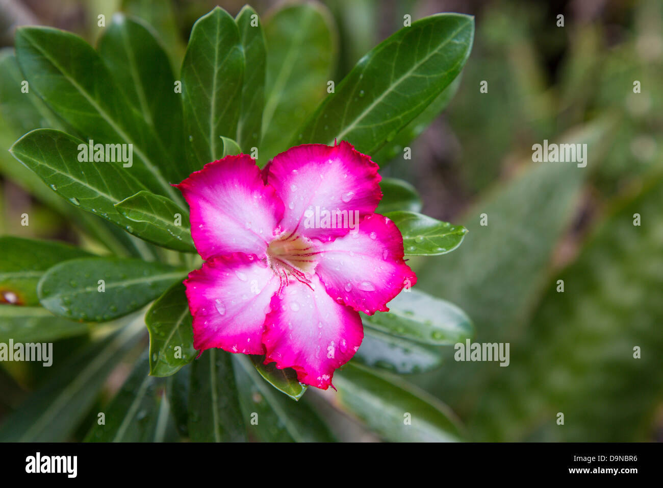 Close up of tropical flower on the Caribbean Island of St John in the US Virgin Islands Stock Photo