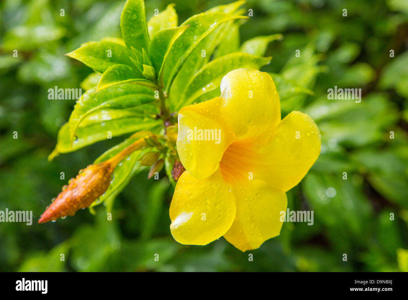 Close up of tropical flower on the Caribbean Island of St John in the
