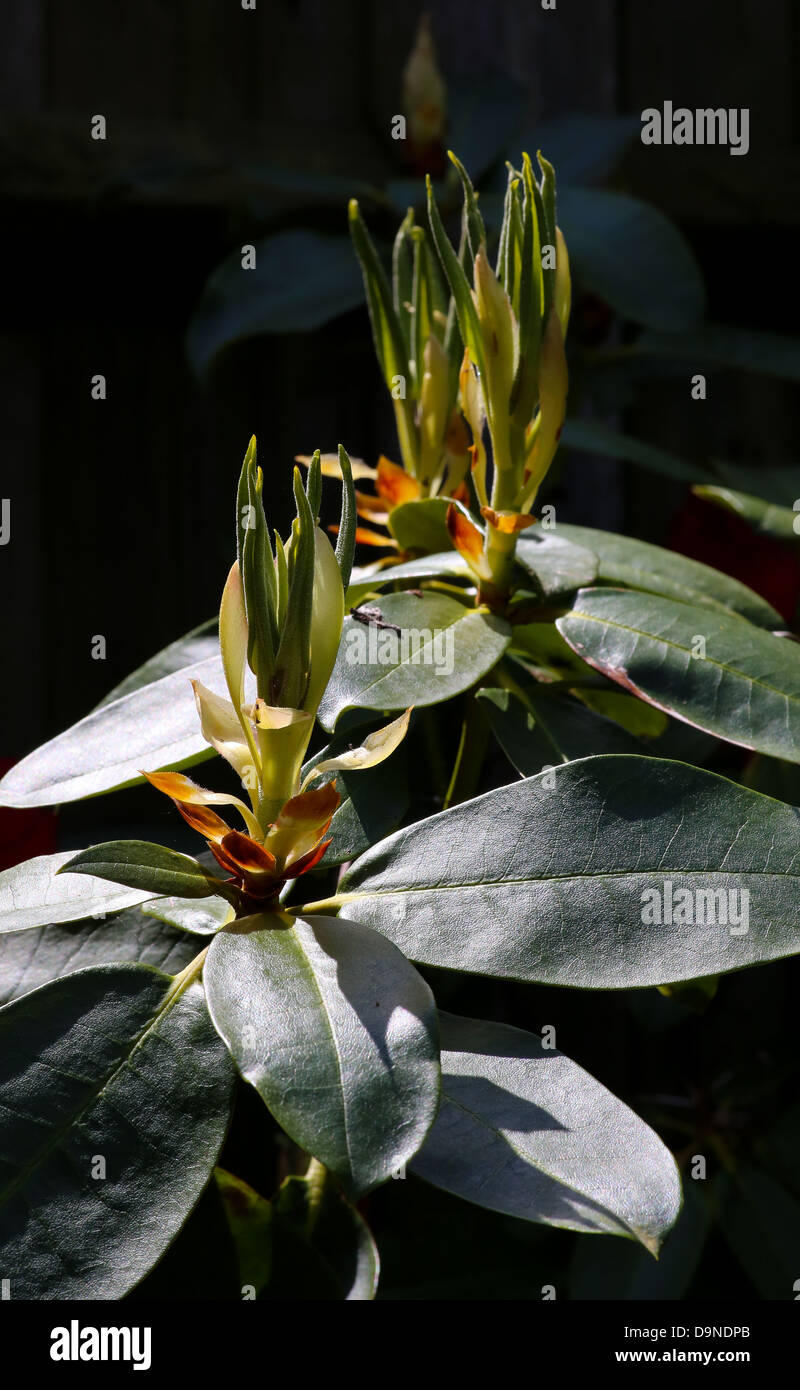 New growing leaves of Rhododendron markeeta's prize Stock Photo