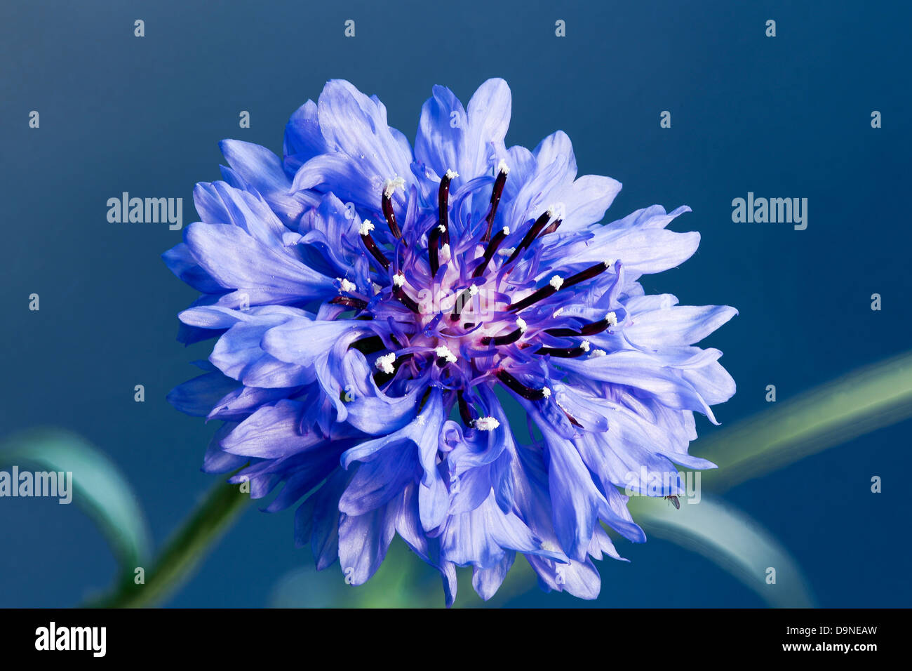 Cornflower - Centaurea Bachelor Button on blue background Stock Photo