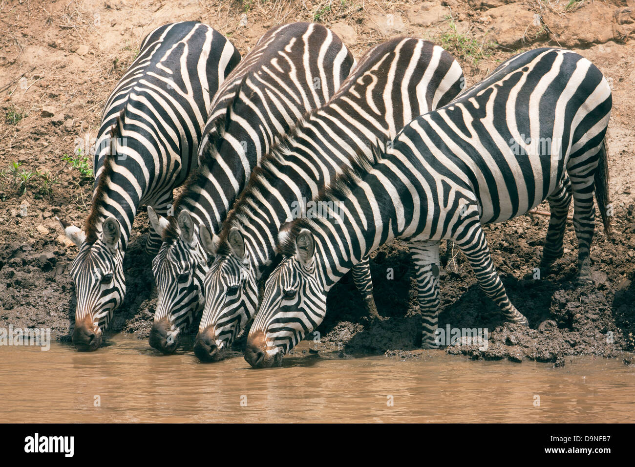 Zebra herd drinking at Talek River, Masai Mara, Kenya Stock Photo