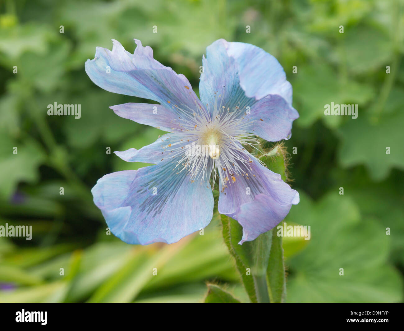 Meconopsis Blue Poppy garden flower also known as Himalayan Poppy Stock Photo