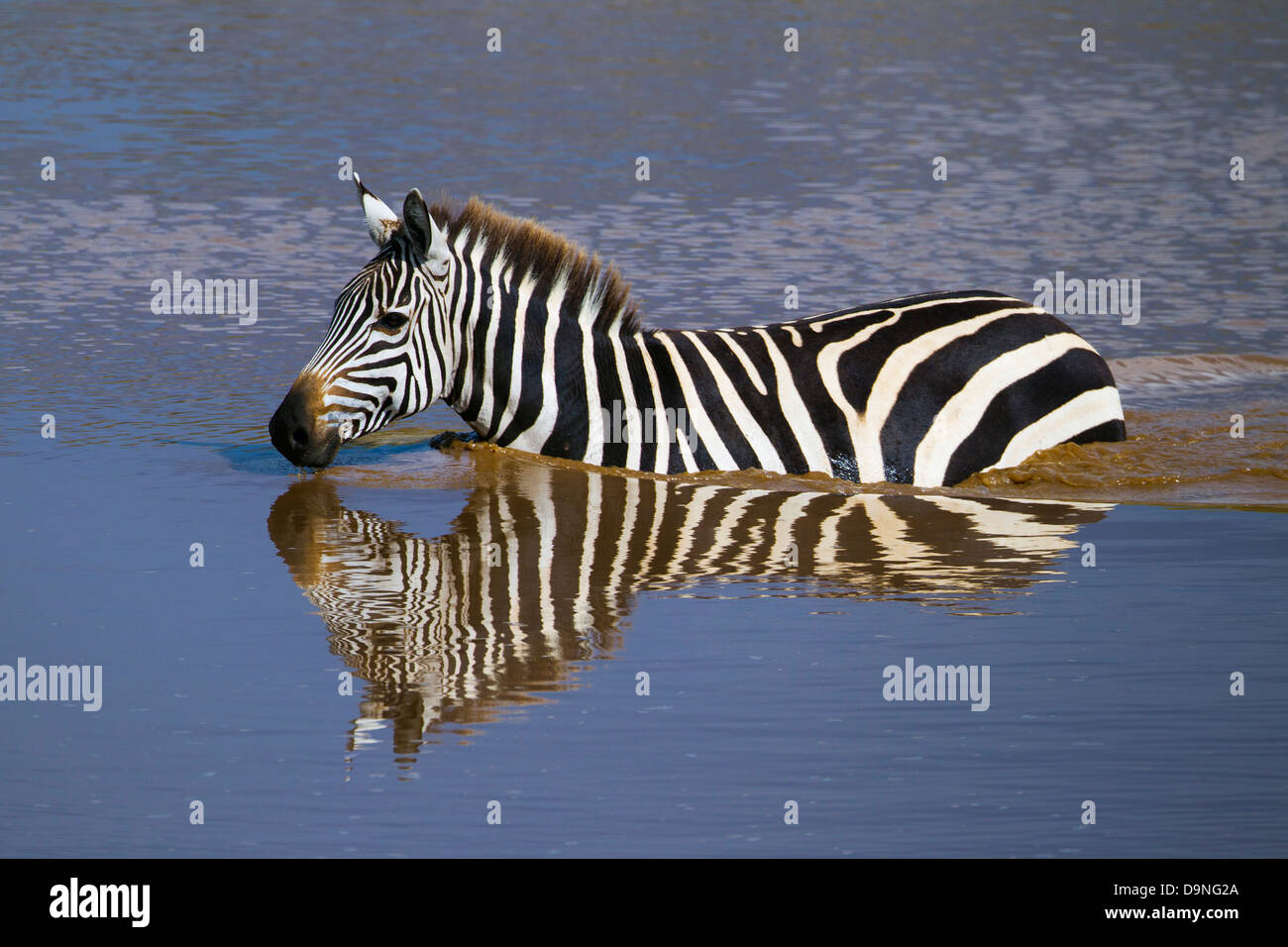 Zebra crossing Talek River, Masai Mara, Kenya Stock Photo