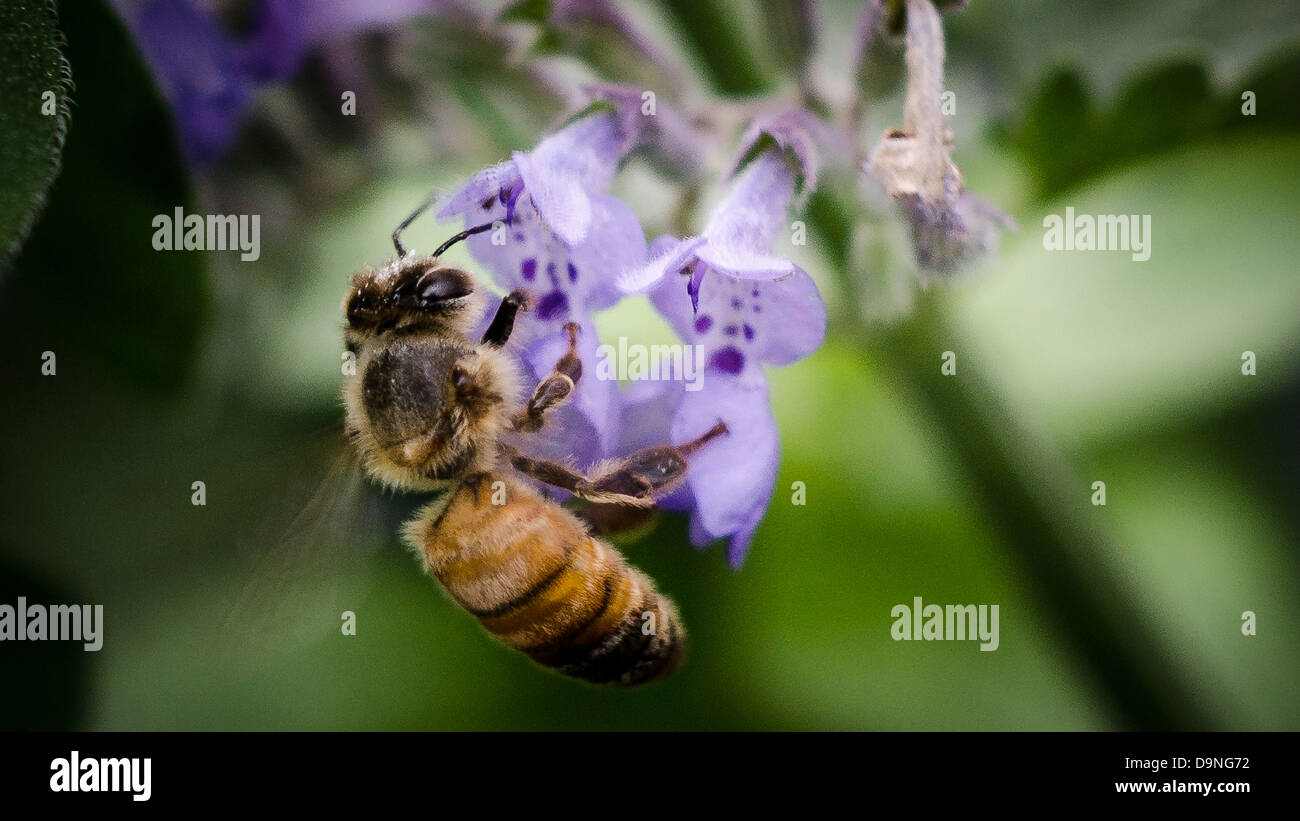 A honey bee is attracted to flowers in the Department of Agriculture People's Garden outside the Whitten Building May 21, 2013 in Washington, DC. This flower attracts bees because it provides nectar that will be brought to the hive for food. Nearby plants have pollen that other bees will gather on their legs to bring back to the hive for food. The activity of gathering from many flowers before returning moves pollen from plant to plant. Bees provide one of the several types pollination methods. Stock Photo