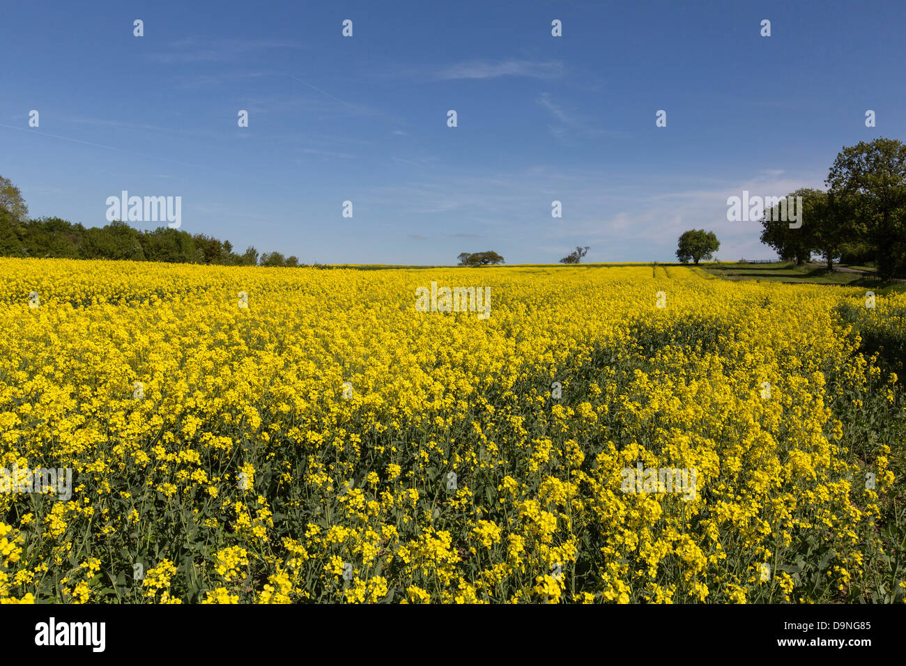 Rapeseed Field. Yellow Flower Blue Sky. Farmers Field. Crop. Northamptonshire. Summer Summertime Stock Photo