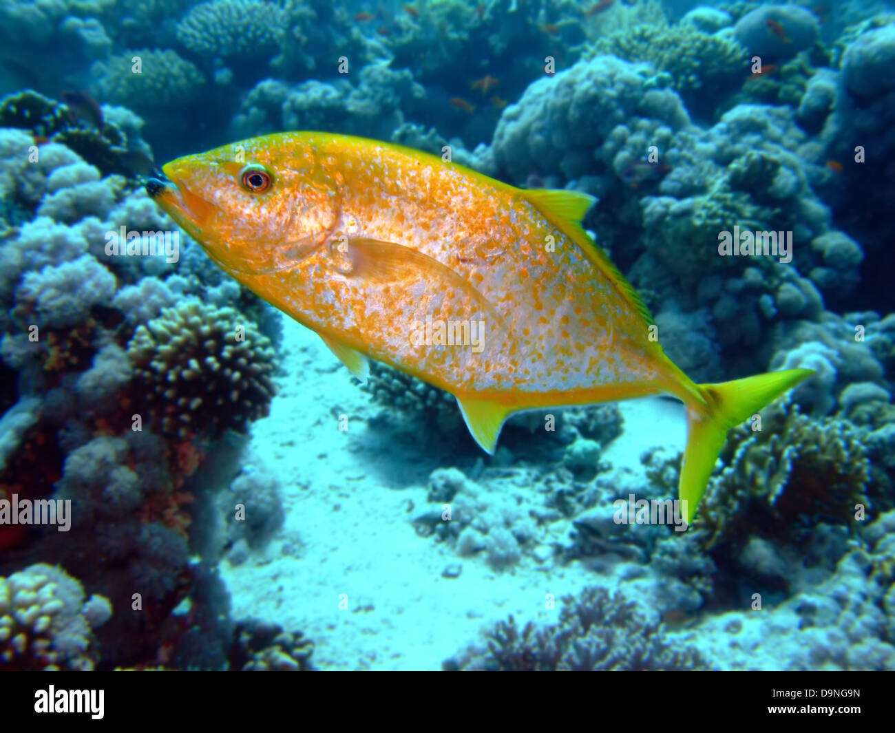 Yellowspotted hi-res stock photography and images - Alamy