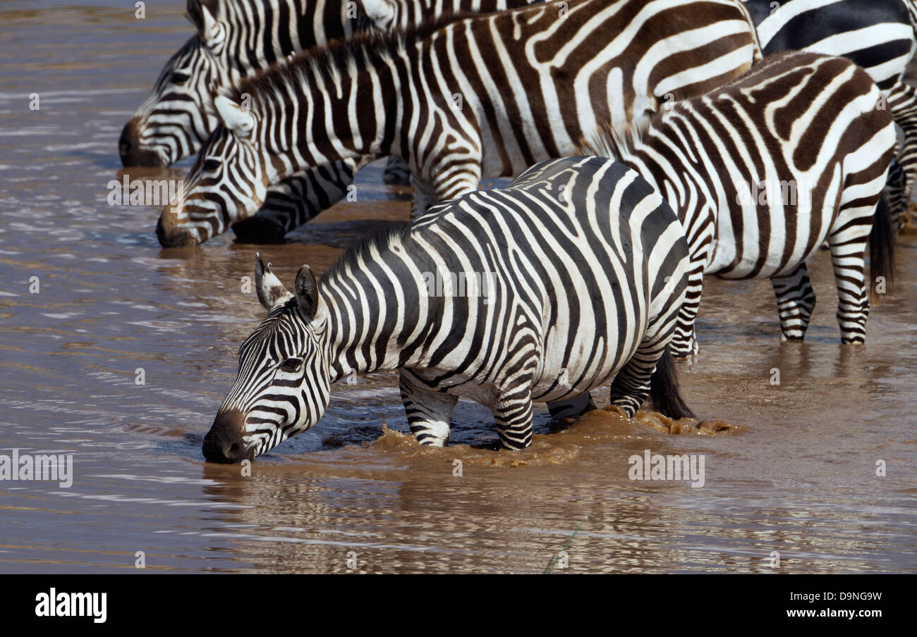 Zebra herd drinking at Talek River, Masai Mara, Kenya Stock Photo