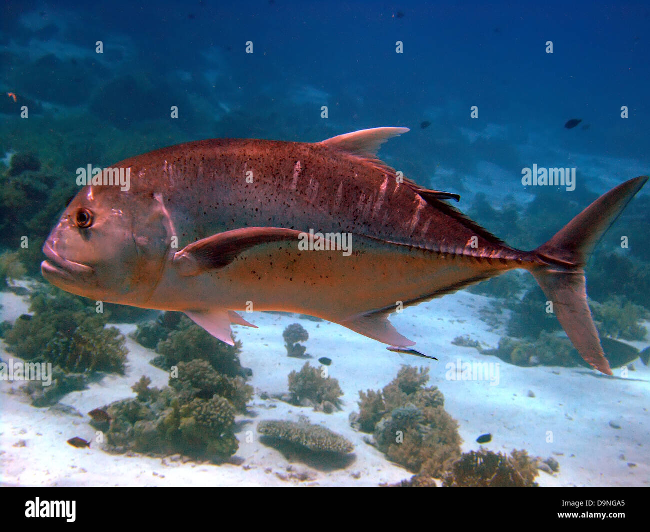 Giant trevally Stock Photo