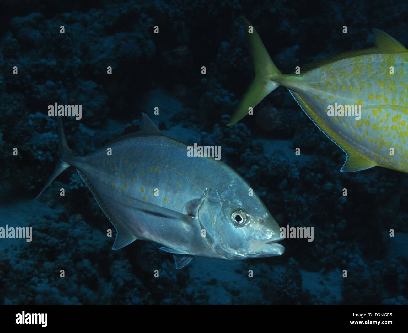 Yellowspotted trevally (Carangoides fulvoguttatus Stock Photo Alamy