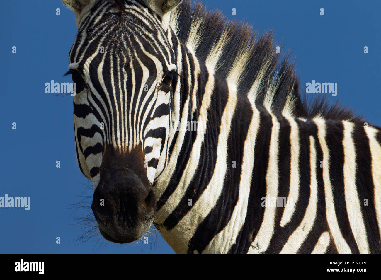 Zebras, close up portrait, Masai Mara, Kenya Stock Photo - Alamy