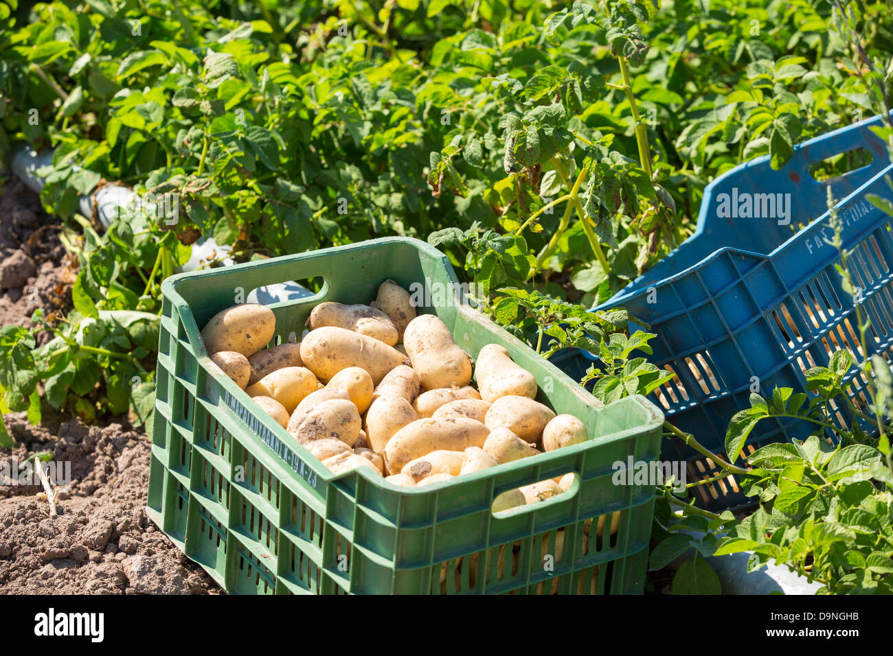 Potatoes growing in a field hires stock photography and images Alamy