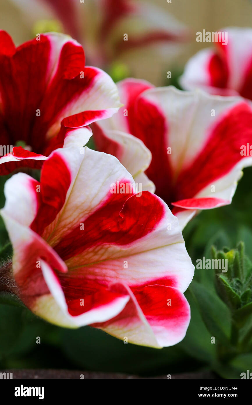 Red and white petunia hi-res stock photography and images - Alamy