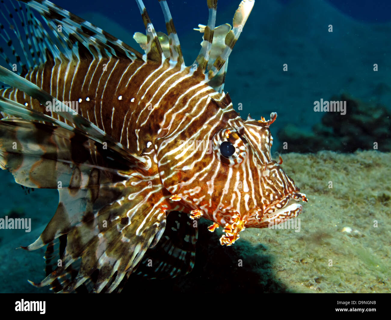 Common lionfish (pterois miles). Taken at Ras Mohamed in Red Seai Egypt. Stock Photo