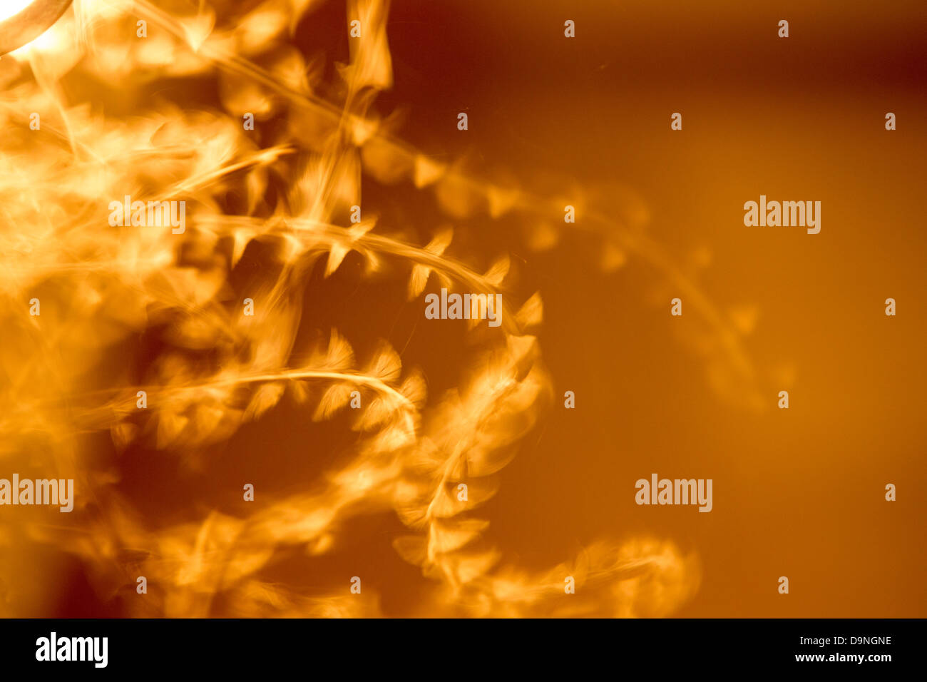 Moths attracted to light hires stock photography and images Alamy