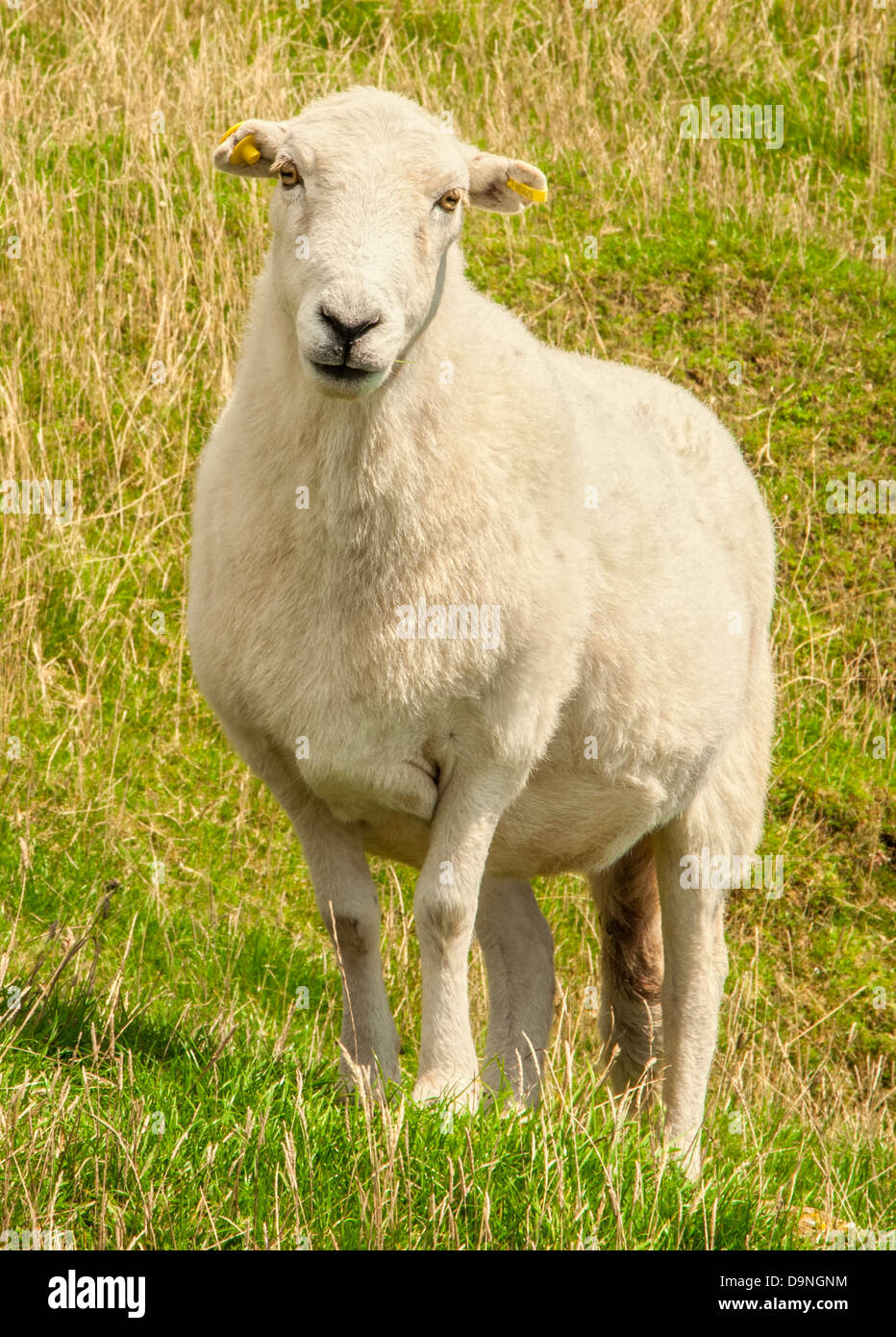 An inquisitive ewe stares directly into the lens. Stock Photo