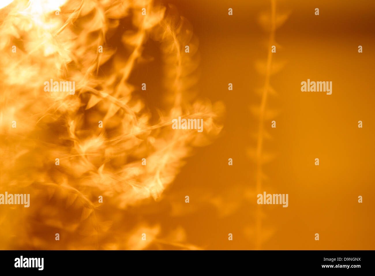 Moths attracted to light hires stock photography and images Alamy