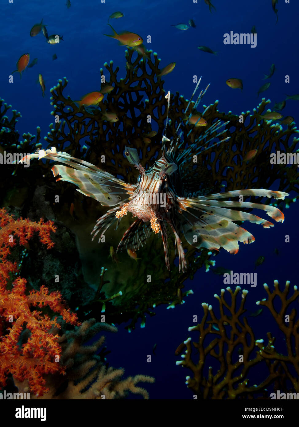 Common lionfish (pterois miles). Taken at Ras Mohamed in Red Seai Egypt. Stock Photo
