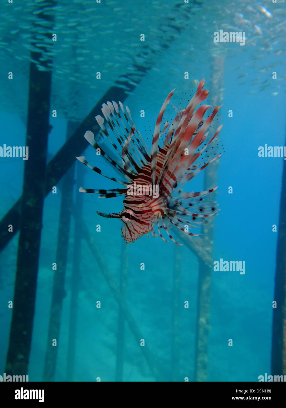 Common lionfish (pterois miles). Taken at Ras Mohamed in Red Seai Egypt. Stock Photo