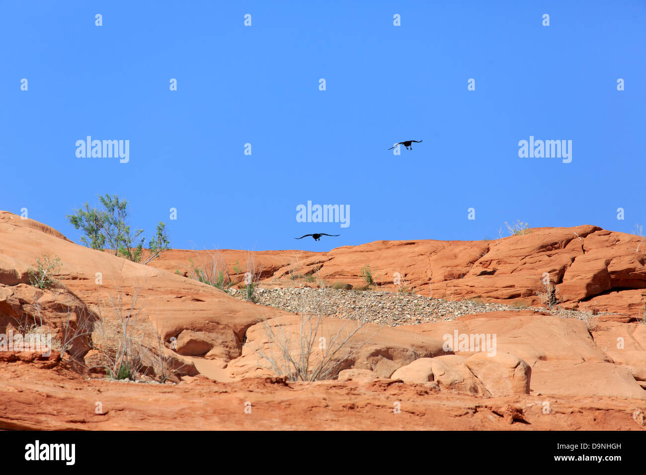 Two American Crows (Corvus brachyrhynchos) at Lake Powell in Utah Stock