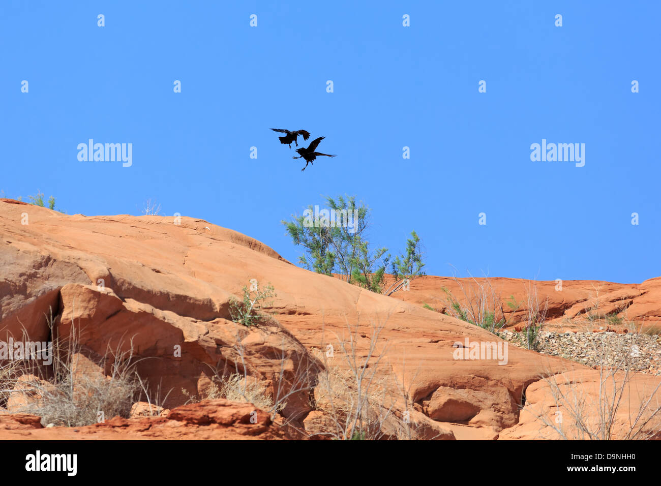 Two American Crows (Corvus brachyrhynchos) fight in mid air at Lake