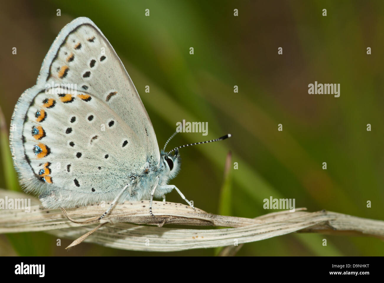 Melissa blue butterfly (Lycaeides melissa), in profile, sitting on