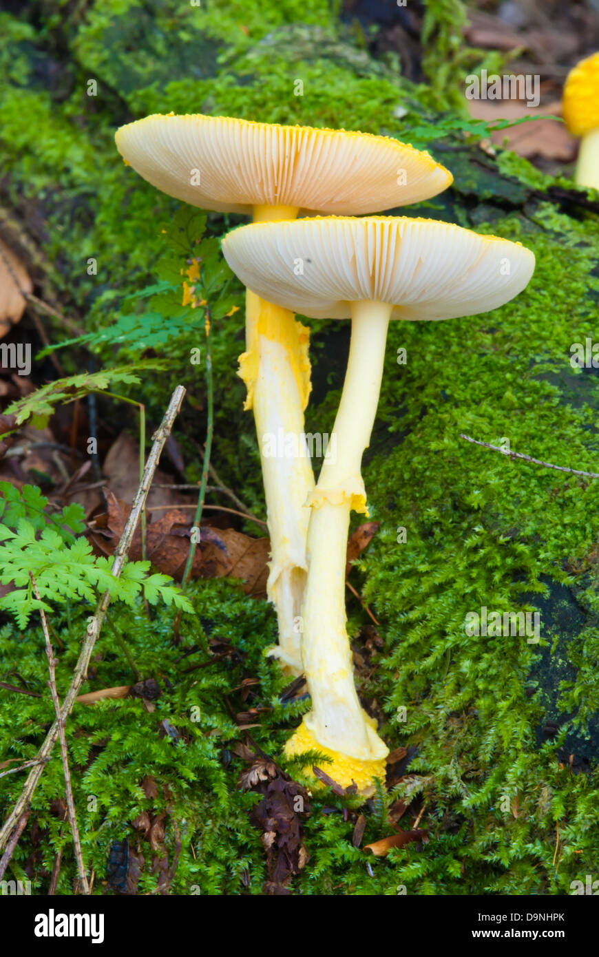 A pair of yellow mushrooms (Amanita flavoconia) growing amongst moss in Charleston Lake