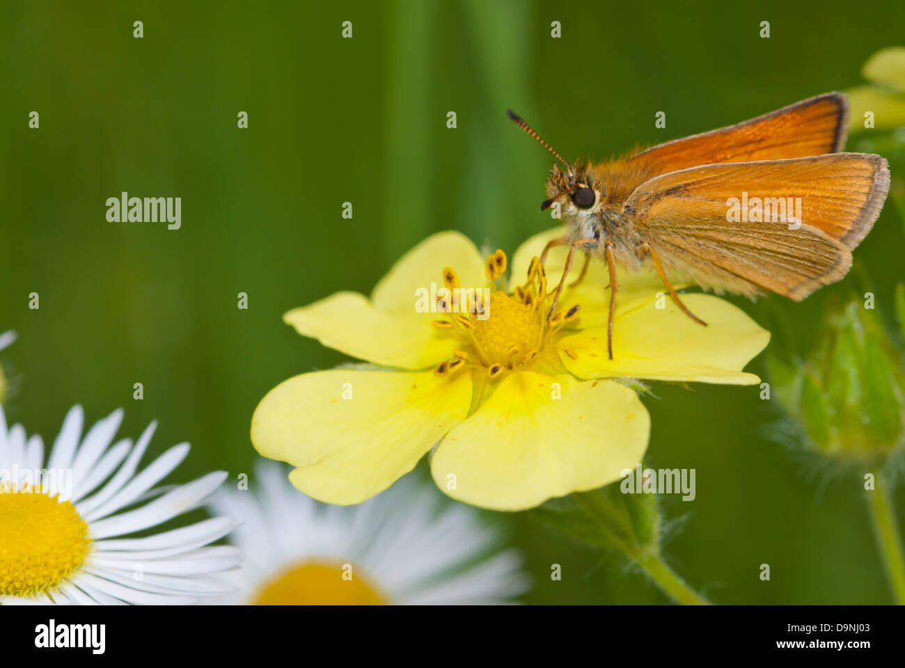 A European skipper (Thymelicus lineola) perched on a cinquefoil blossom (Potentilla spp) in a meadow with daisies Stock Photo