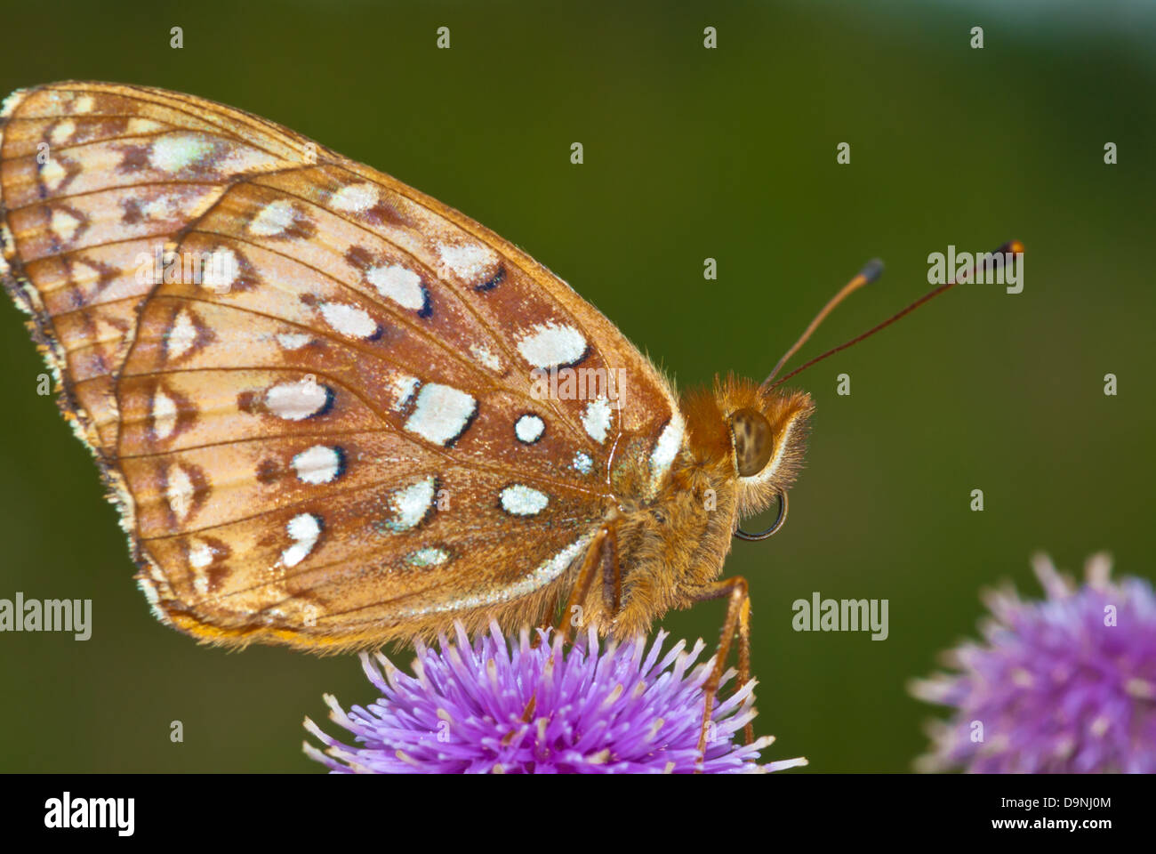 Closeup of an aphrodite fritillary (Speyeria aphrodite) perched on a thistle, profile view, central Alberta Stock Photo