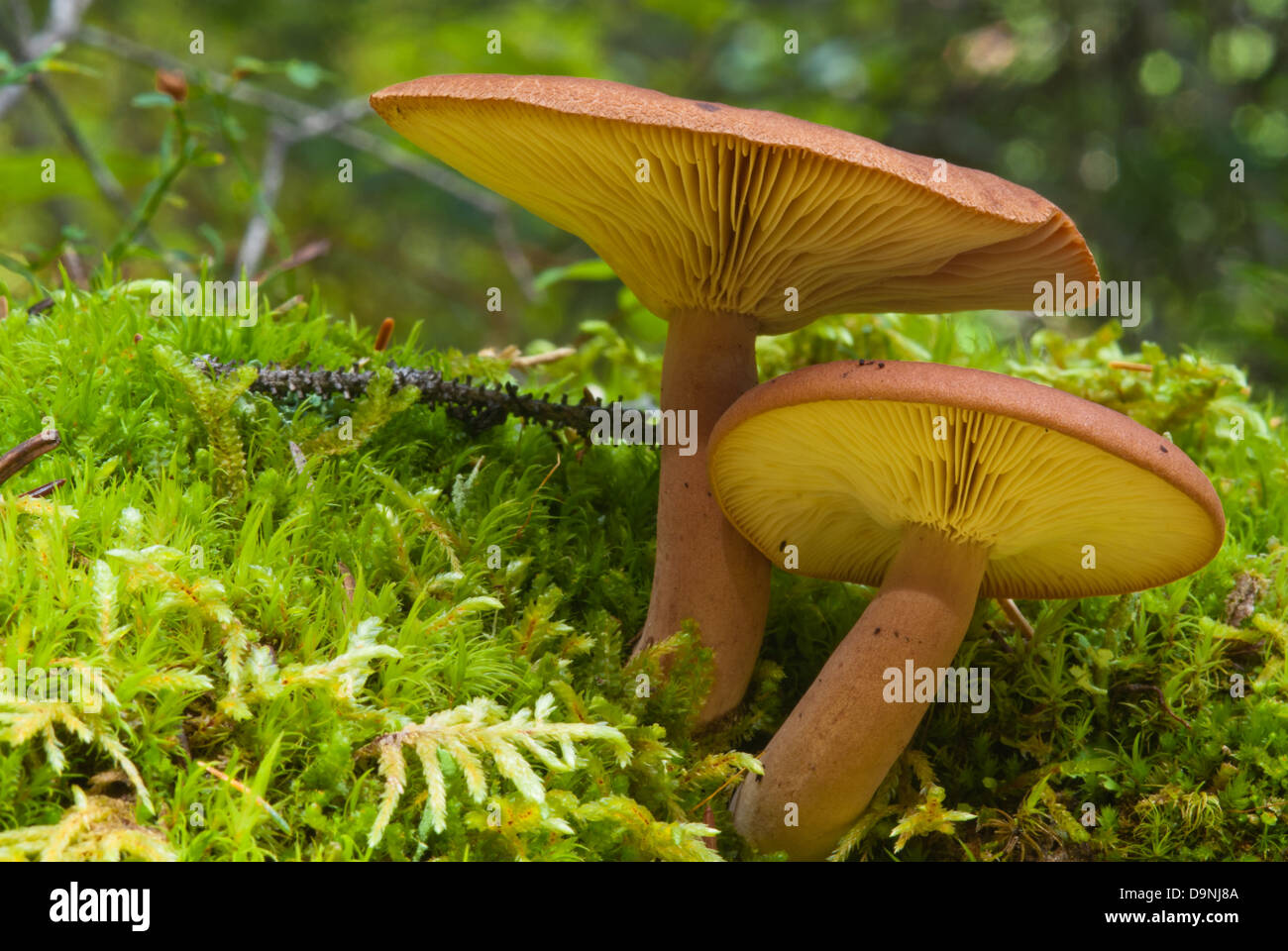 Pair of plums and custard mushrooms (Tricholomopsis rutilans) growing