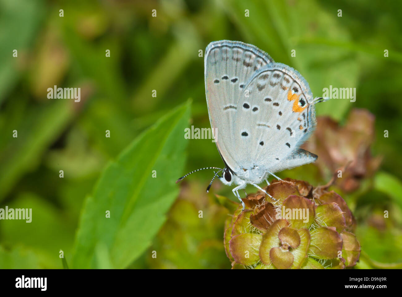 An eastern tailed blue butterfly (Everes comyntas) perched in a meadow, Little Cataraqui Conservation Area, Ontario Stock Photo