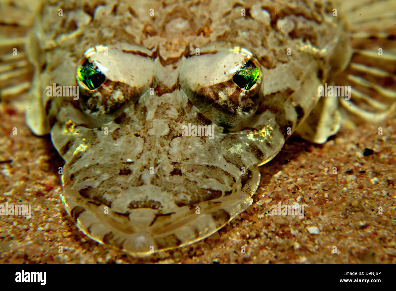 Indian ocean crocodilefish (papilloculiceps longiceps) Stock Photo