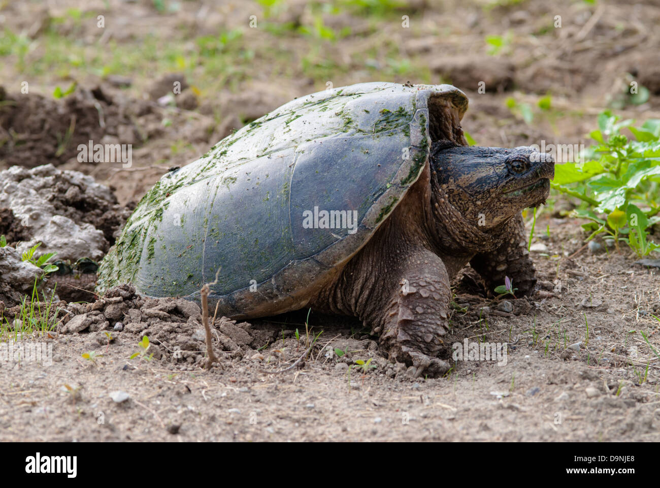 A common snapping turtle (Chelydra serpentina) laying eggs in sandy ground, Little Cataraqui Conservation Area, Ontario Stock Photo