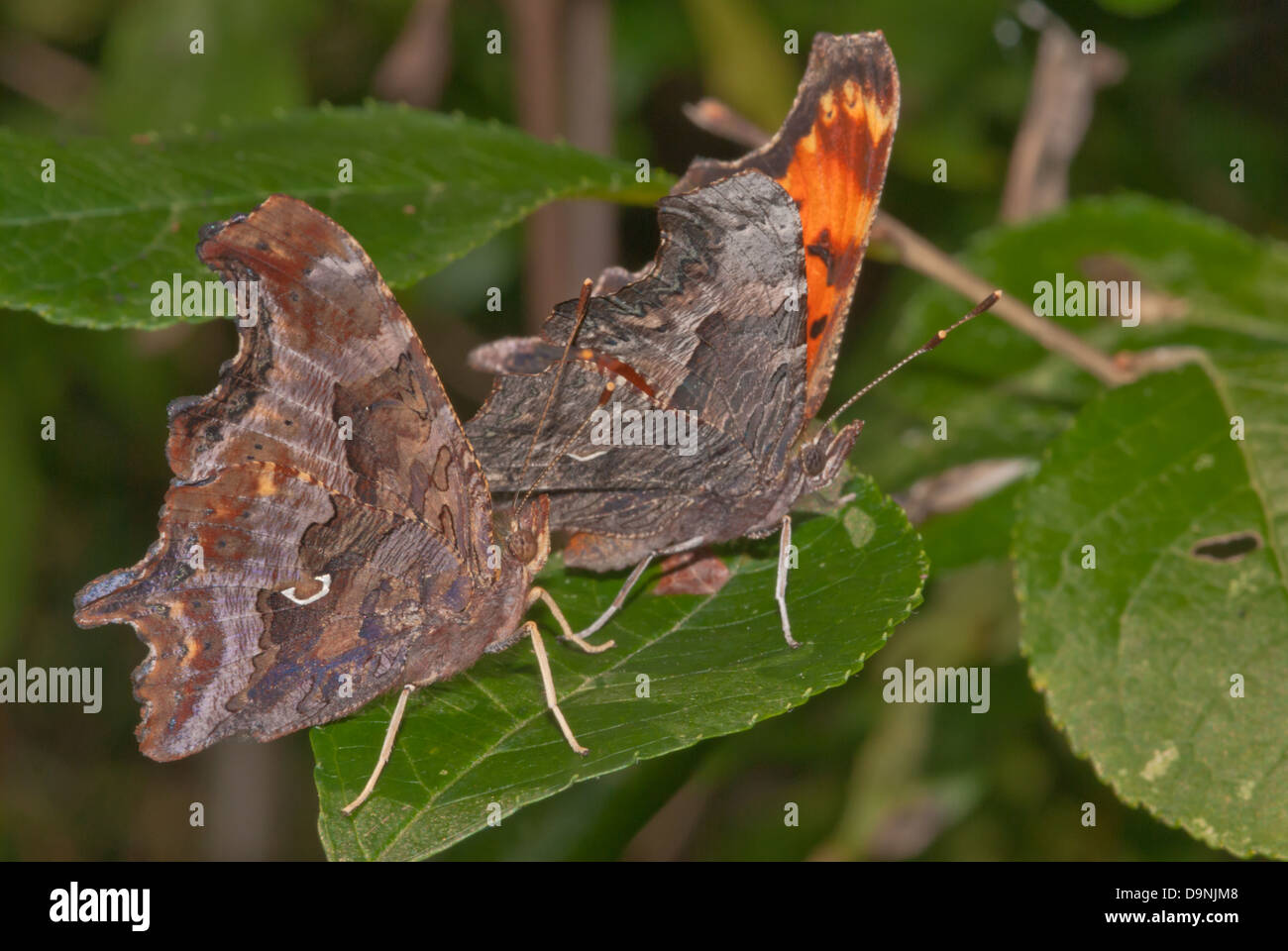 A pair of eastern comma butterflies (Polygonia comma) perched on a leaf, Brockville, Ontario Stock Photo