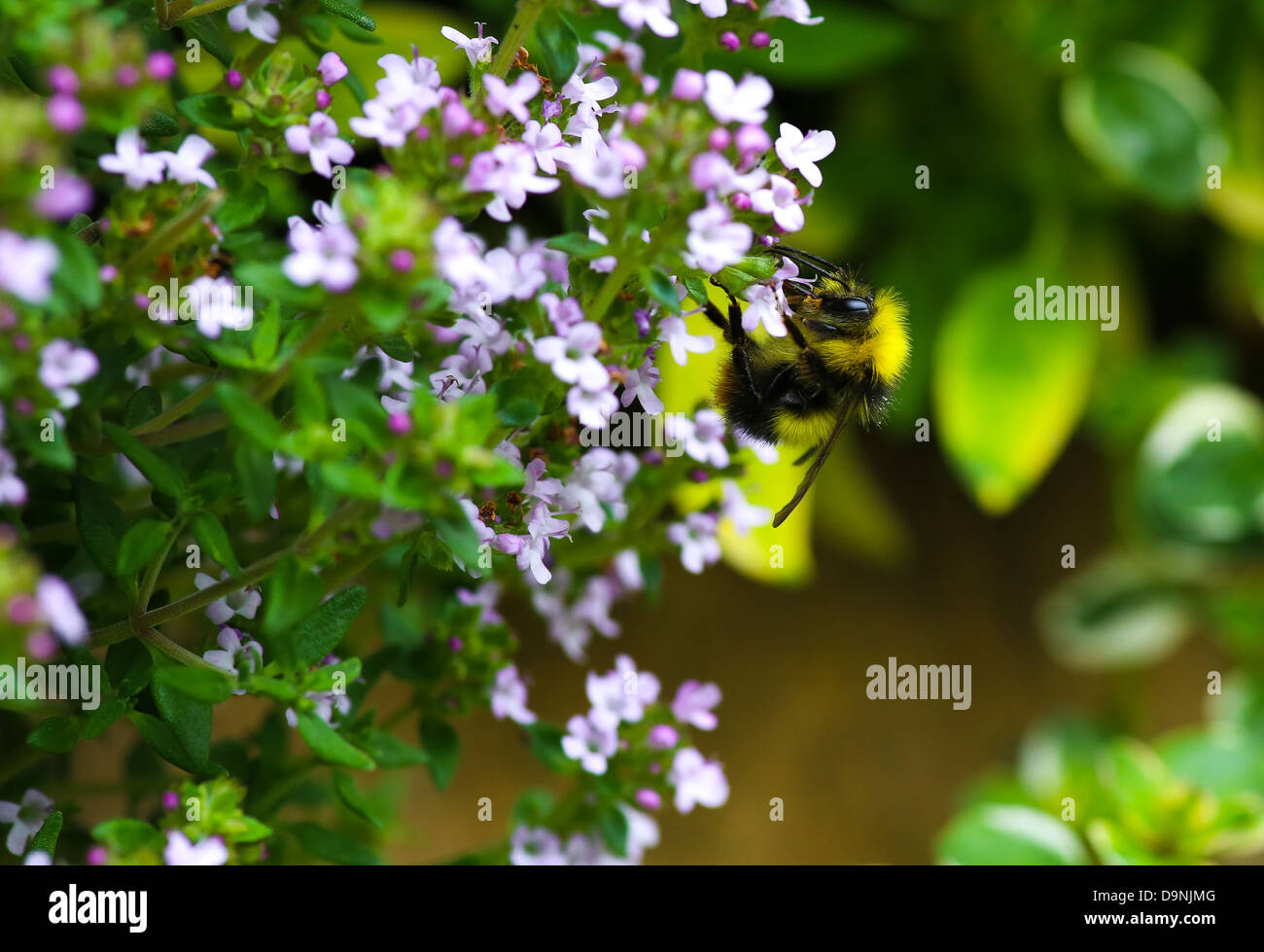 Bumble Bee pollinating the Creeping Thyme Stock Photo - Alamy