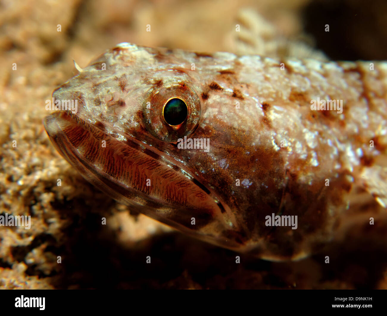 Lizardfiish Reef lizardfish hi-res stock photography and images - Alamy