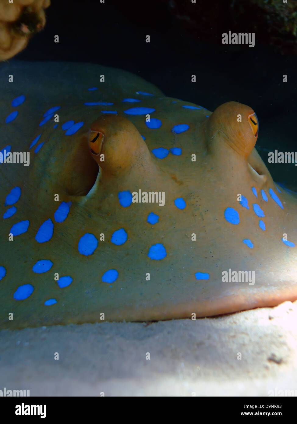 Bluespotted stingray (taeniura lymma) Stock Photo