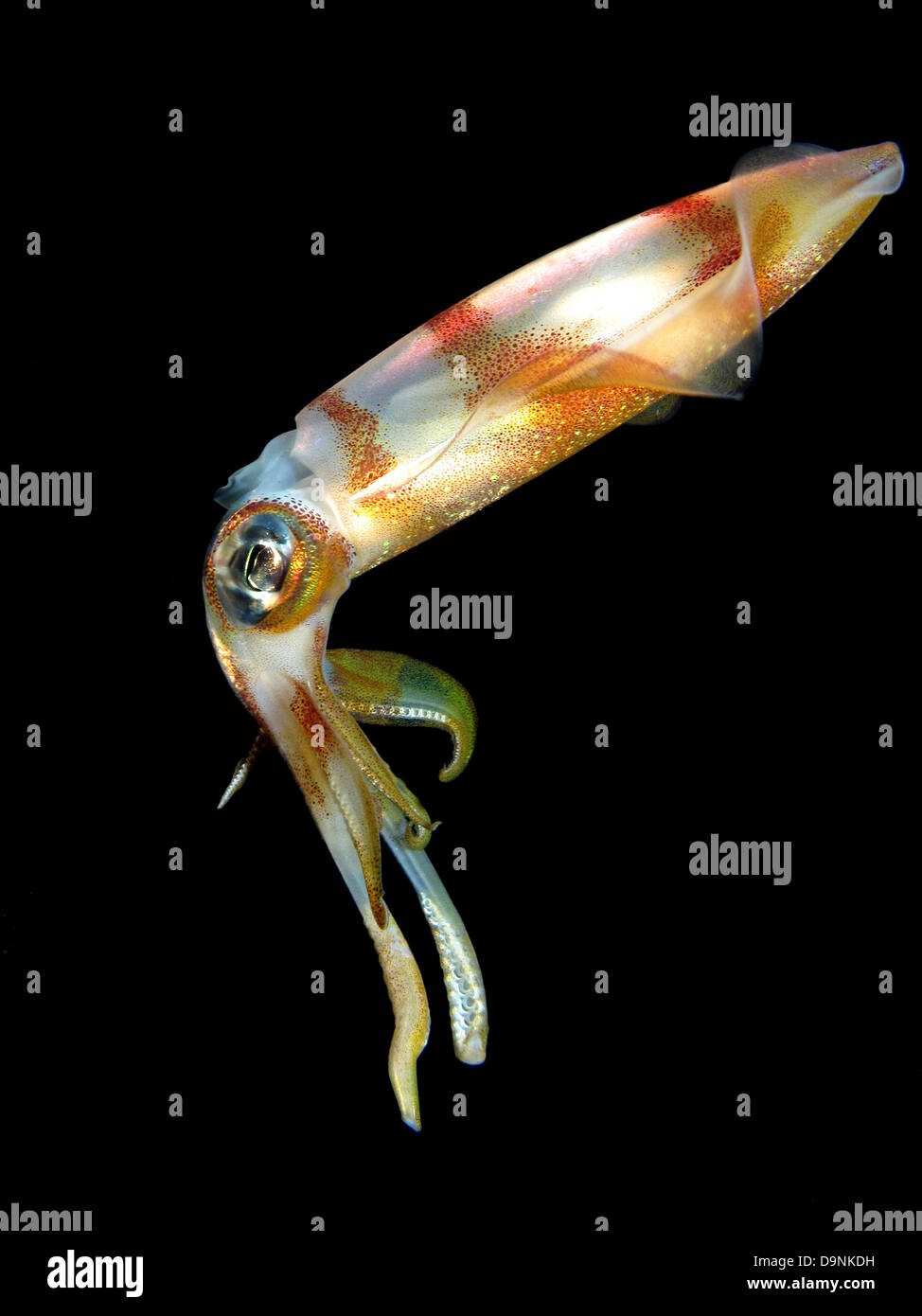 Squid underwater hi-res stock photography and images - Alamy