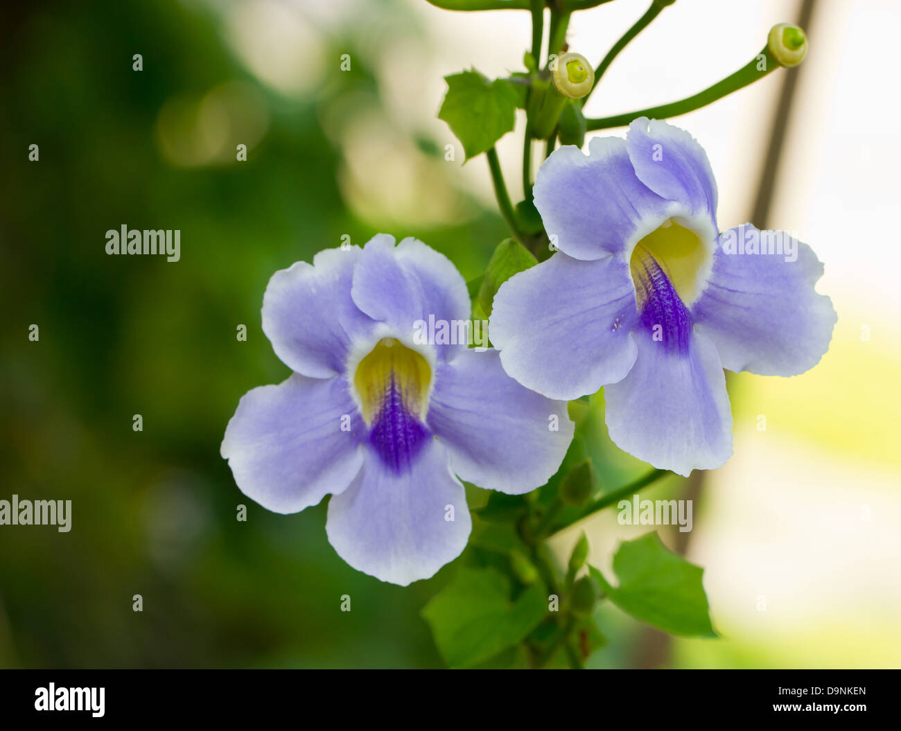 Thunbergia grandiflora Roxb, Bangal Trumpet. Stock Photo