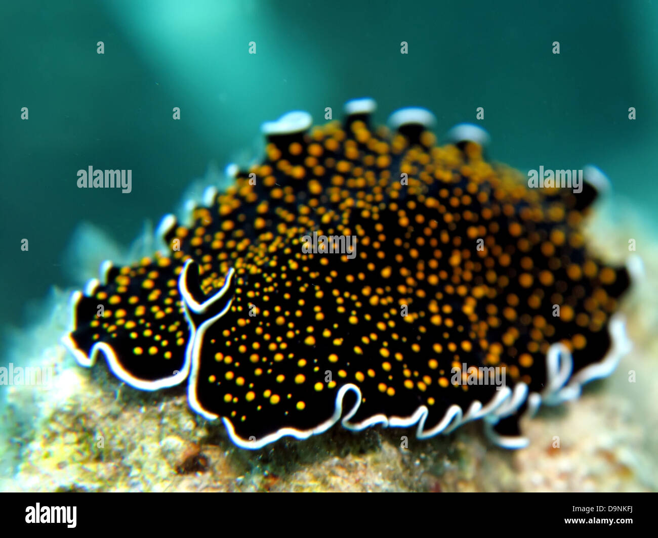 Gold dotted flatworm (Thysanozoon sp.). Taken at Ras Mohamed in Red Sea, Egypt. Stock Photo