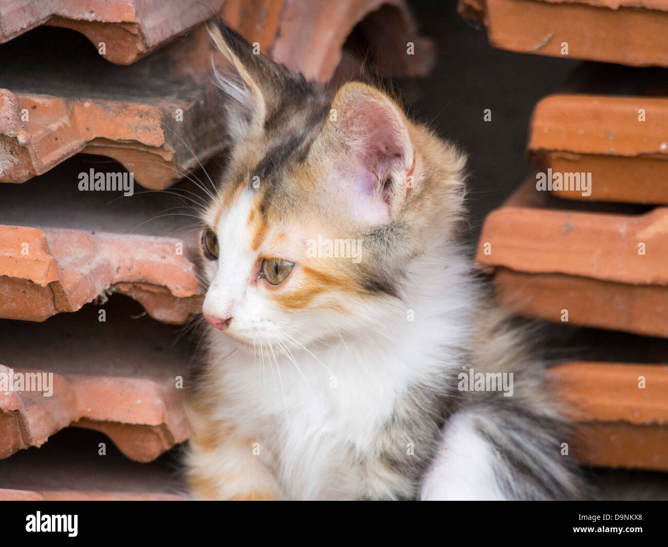 A feral kitten on Lesvos, Greece, Stock Photo